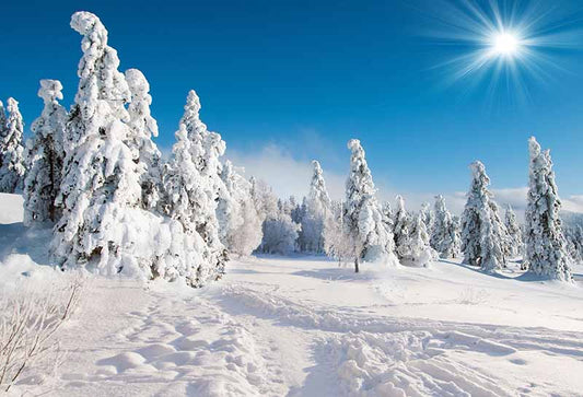 Fox Rolled Blue Sky Winter Snow Vinyl Photo Backdrop - Foxbackdrop