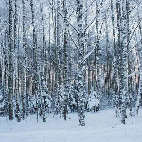 Fox Rolled Forest Winter Jungle Snow Vinyl Photo Backdrop - Foxbackdrop