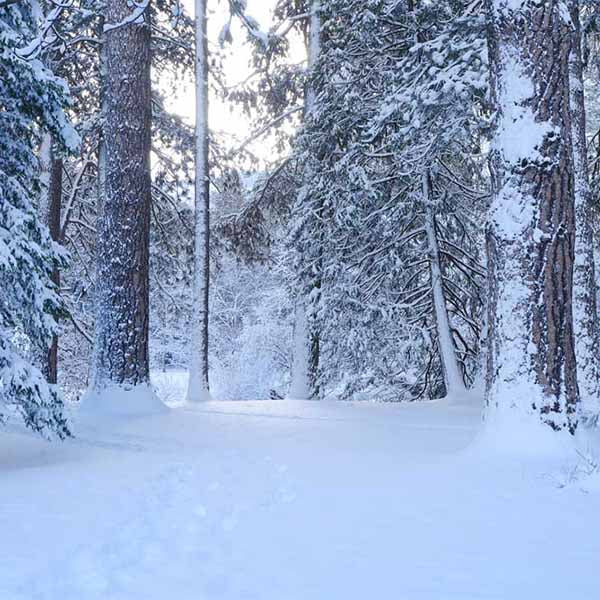 Fox Rolled Snow Winter Vinyl Photography Backdrop - Foxbackdrop