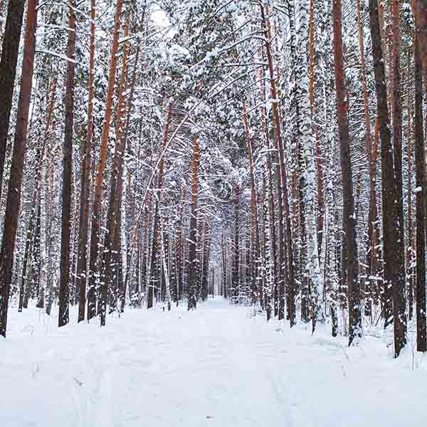 Fox Rolled Snow Winter Jungle Vinyl Photo Backdrop - Foxbackdrop