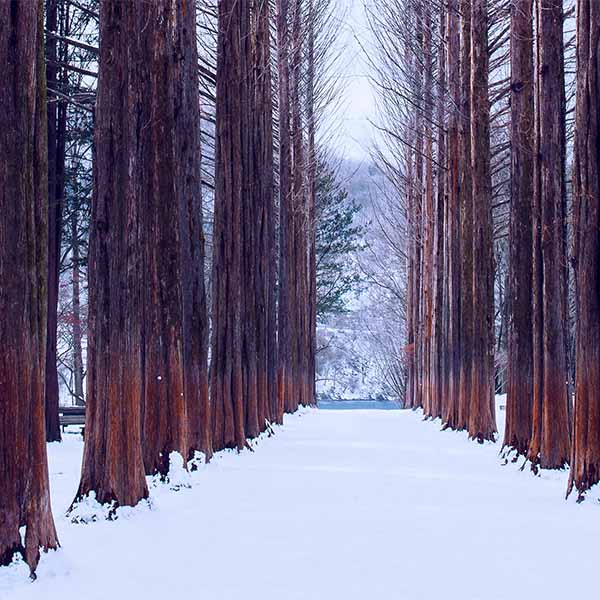 Fox Rolled Vinyl Winter Snow Jungle Photography Backdrop - Foxbackdrop