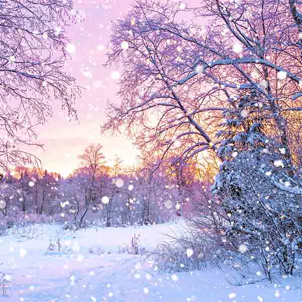 Fox Rolled Winter Snow Trees Vinyl Photo Backdrop - Foxbackdrop
