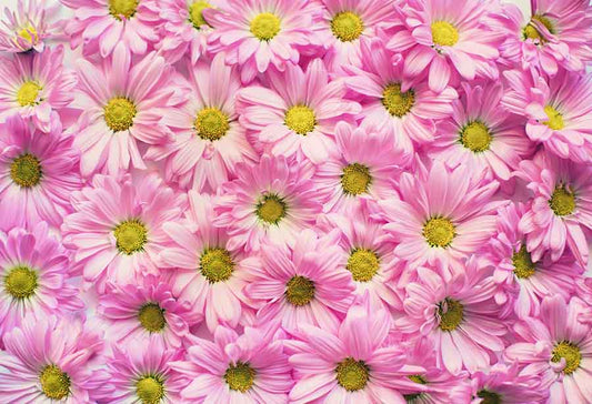 Fox Rolled Pink Flowers Vinyl Photography Backdrop - Foxbackdrop