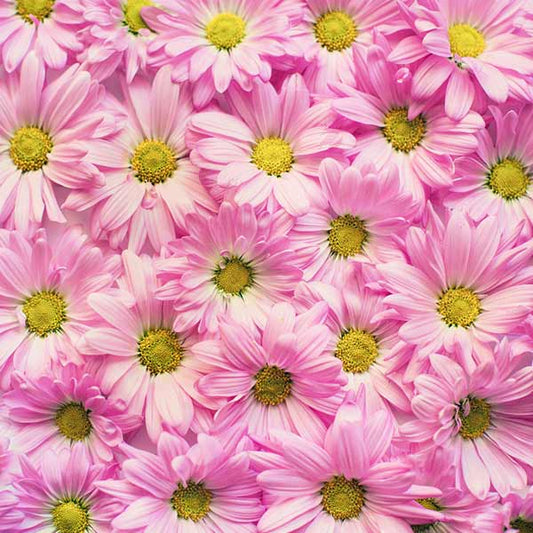 Fox Rolled Pink Flowers Vinyl Photography Backdrop - Foxbackdrop