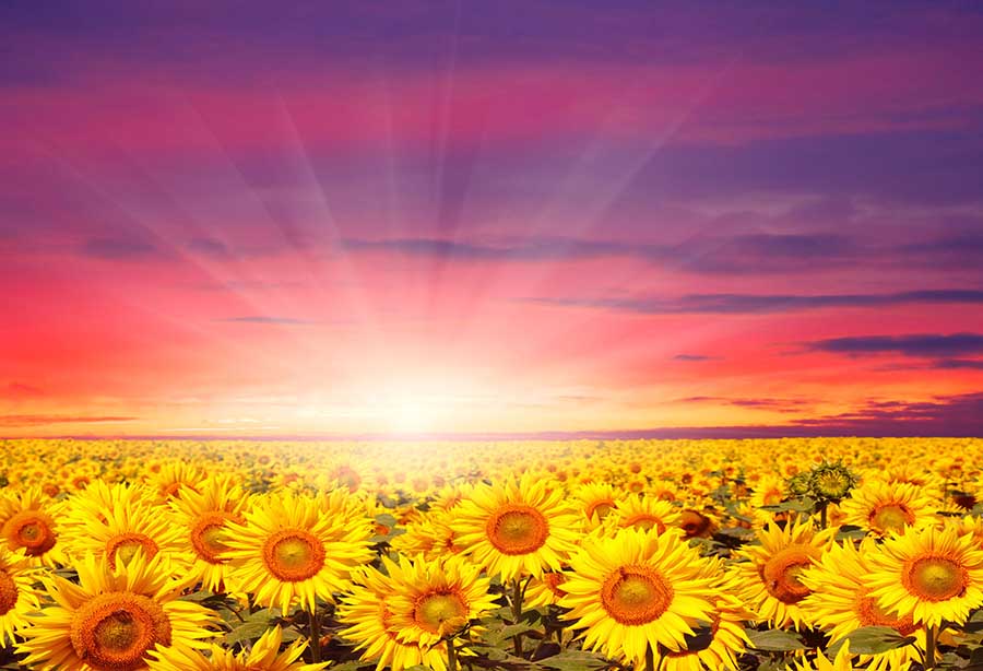 Fox Rolled Sunflowers Sunshine Vinyl Photography Backdrop - Foxbackdrop