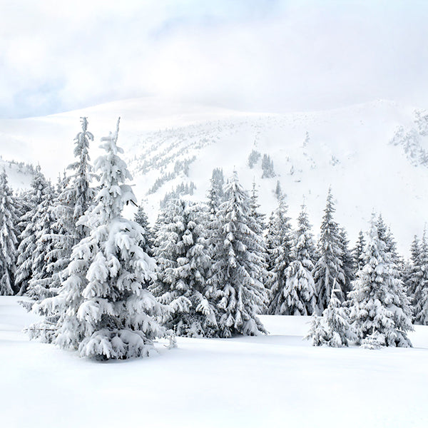 Fox Rolled Winter Snow Trees Vinyl Photography Backdrop - Foxbackdrop