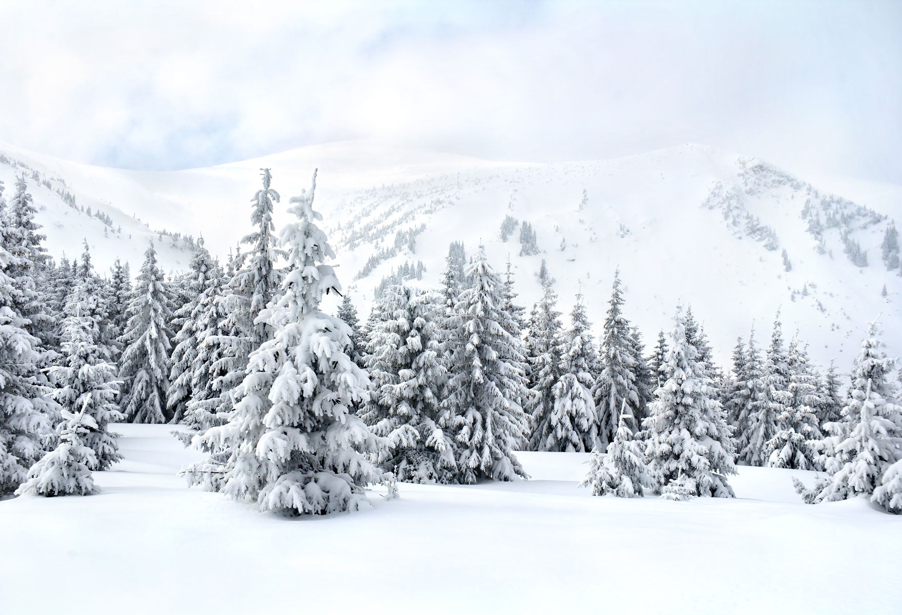 Fox Rolled Winter Snow Trees Vinyl Photography Backdrop - Foxbackdrop