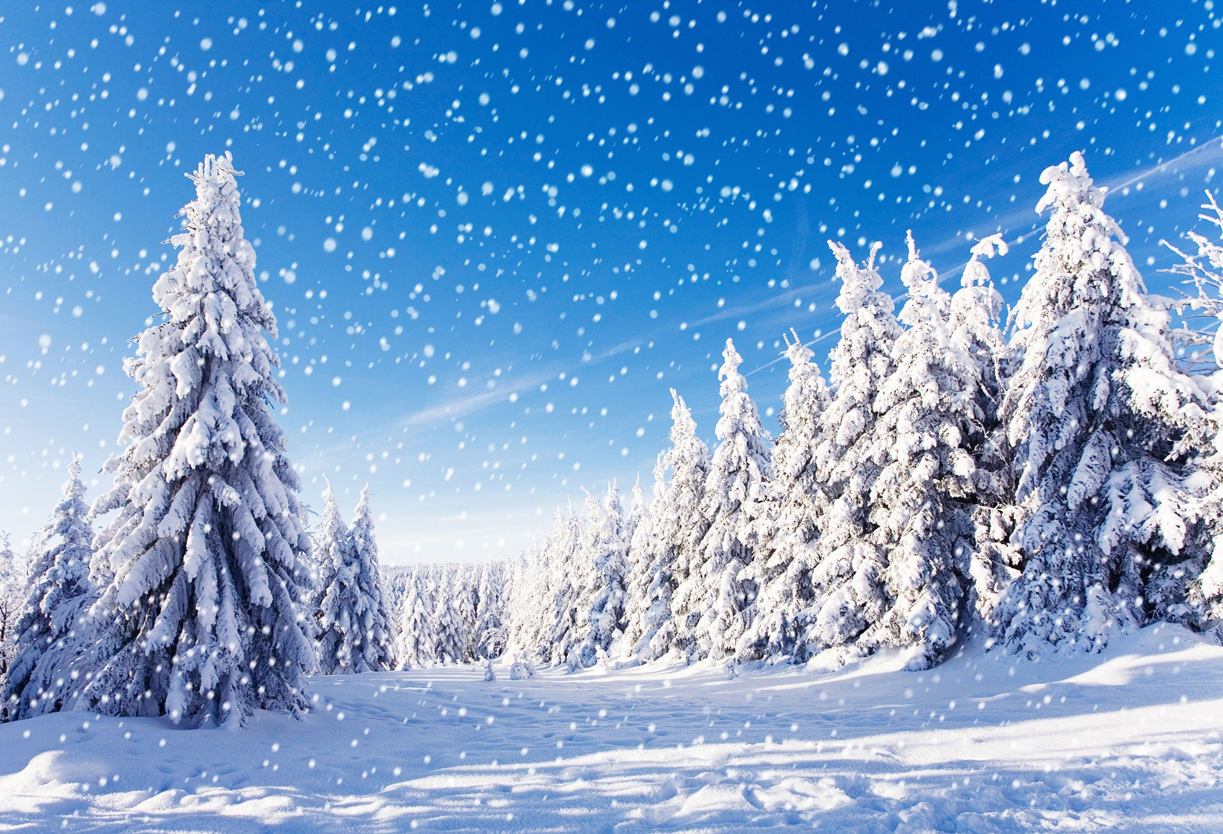 Fox Rolled Snow Winter Trees Sky Vinyl Photos Backdrop - Foxbackdrop