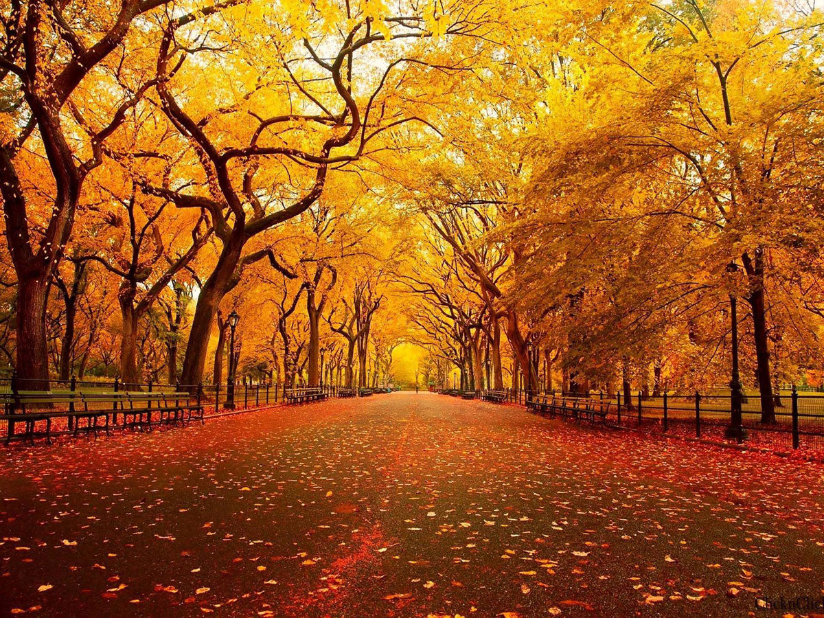 Fox Autumn Avenue Yellow Leaves Vinyl  Photos Backdrop - Foxbackdrop