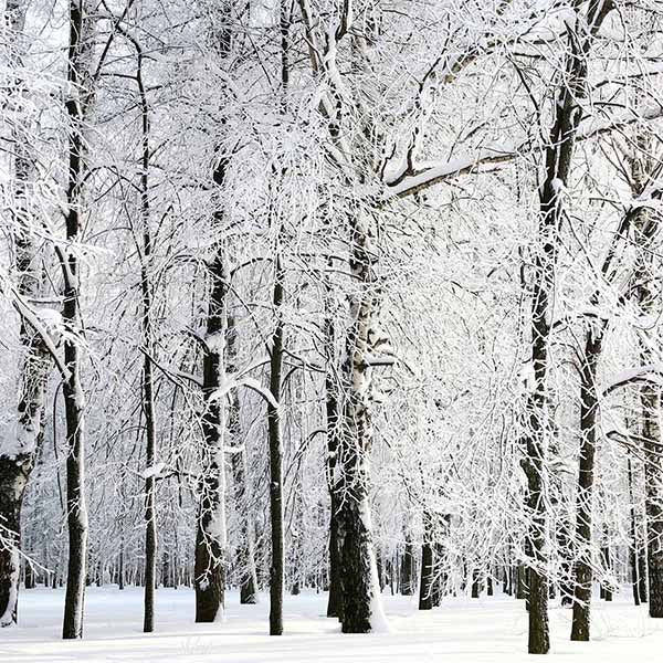 Fox Rolled Winter Snow Trees Vinyl Photos Backdrop - Foxbackdrop