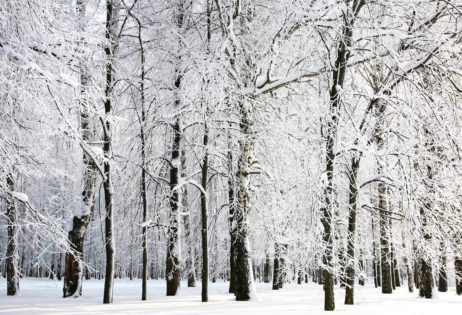 Fox Rolled Winter Snow Trees Vinyl Photos Backdrop - Foxbackdrop
