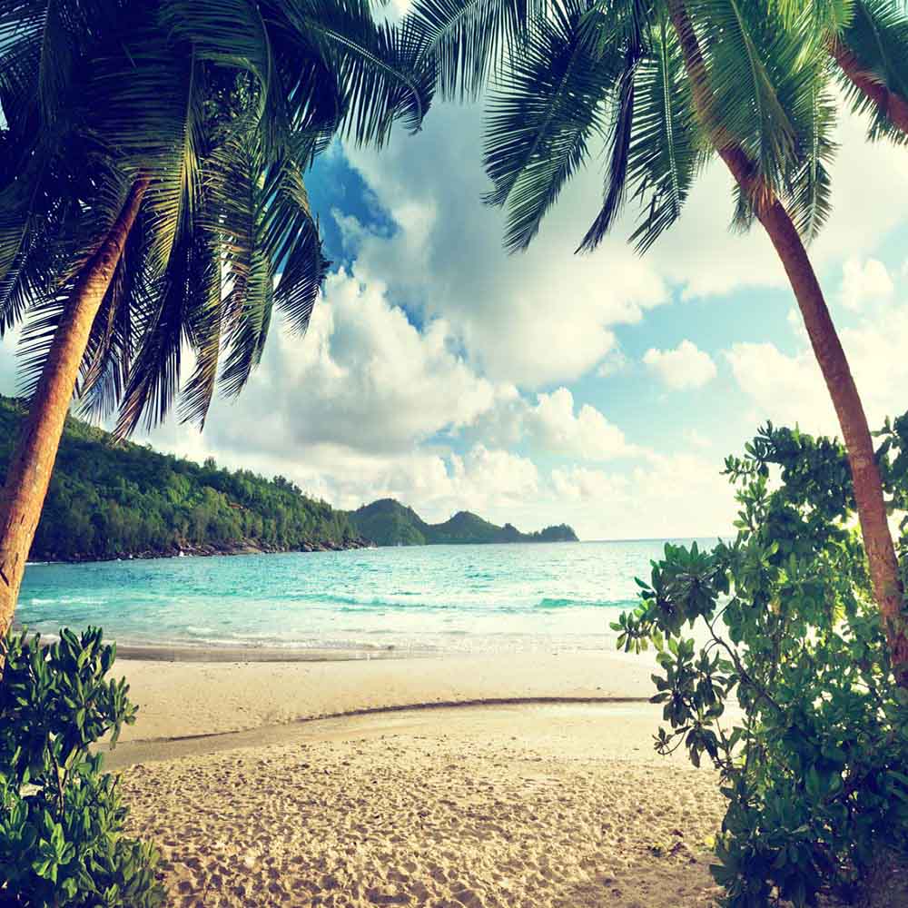 Fox Rolled Vinyl Summer Beach Holiday Photography Backdrop - Foxbackdrop