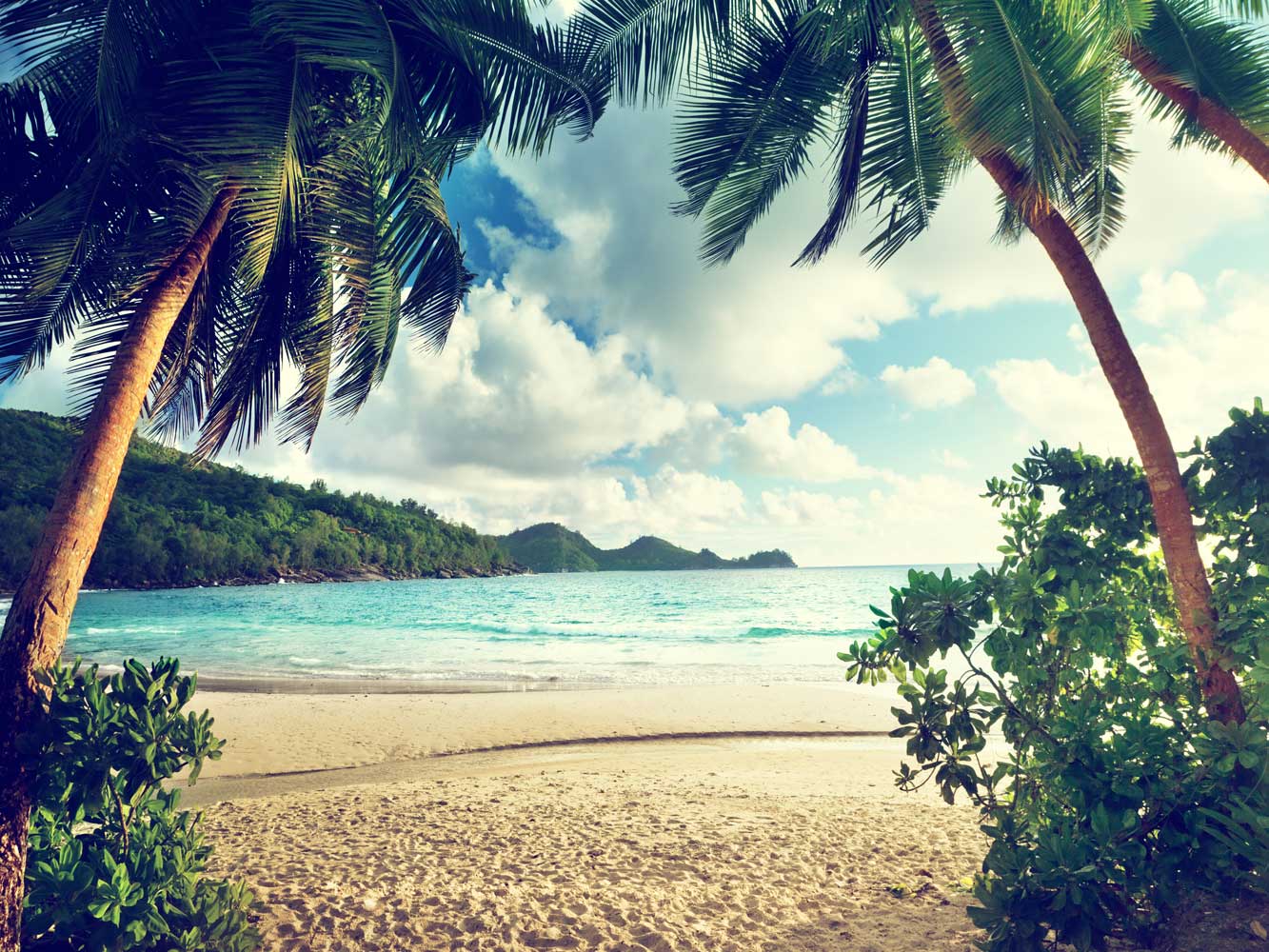 Fox Rolled Vinyl Summer Beach Holiday Photography Backdrop - Foxbackdrop
