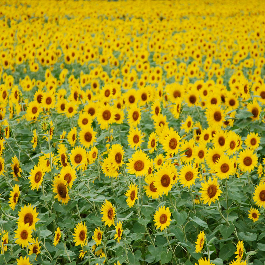 Fox Rolled Sunflowers Vinyl Backdrop for Photography - Foxbackdrop