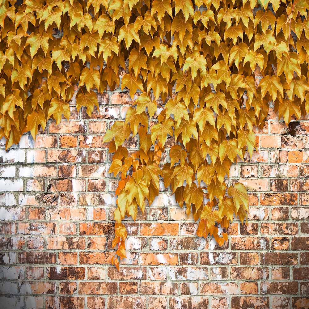 Fox Rolled Brick Wall With Yellow Leaves Vinyl Backdrop - Foxbackdrop