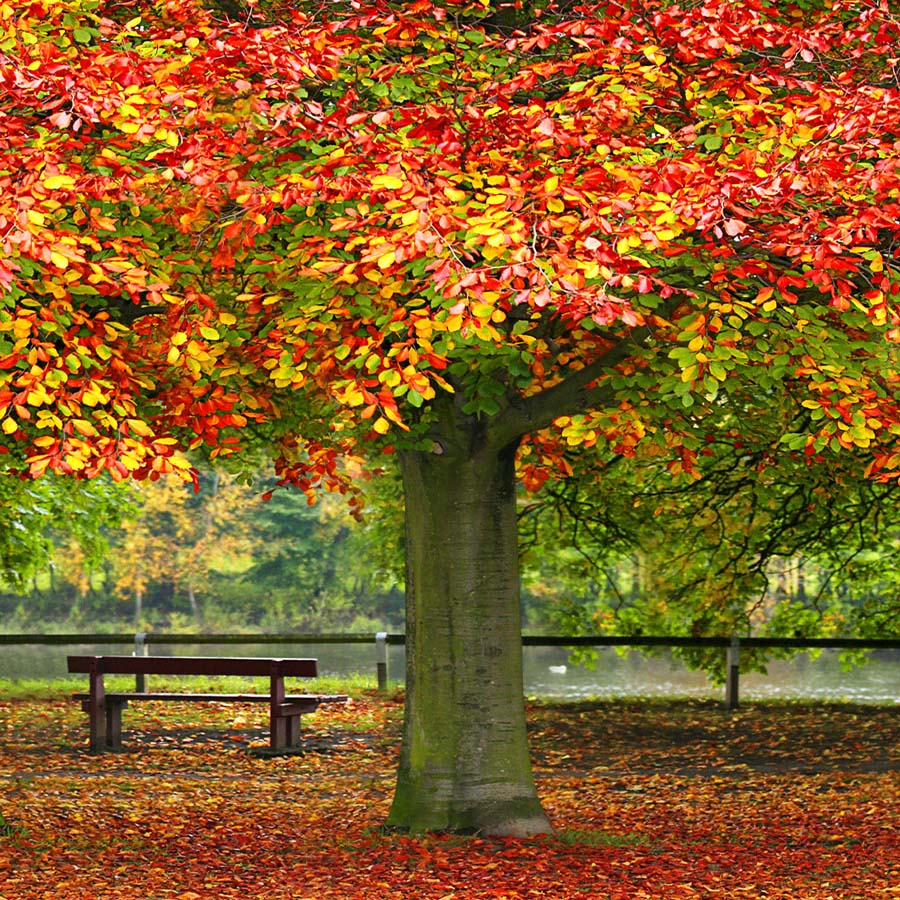 Fox Rolled Autumn Tree Yellow Leaves Vinyl Fall Backdrop - Foxbackdrop