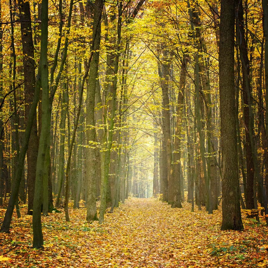 Fox Autumn Vinyl Backdrop Yellow Leaves Forest - Foxbackdrop